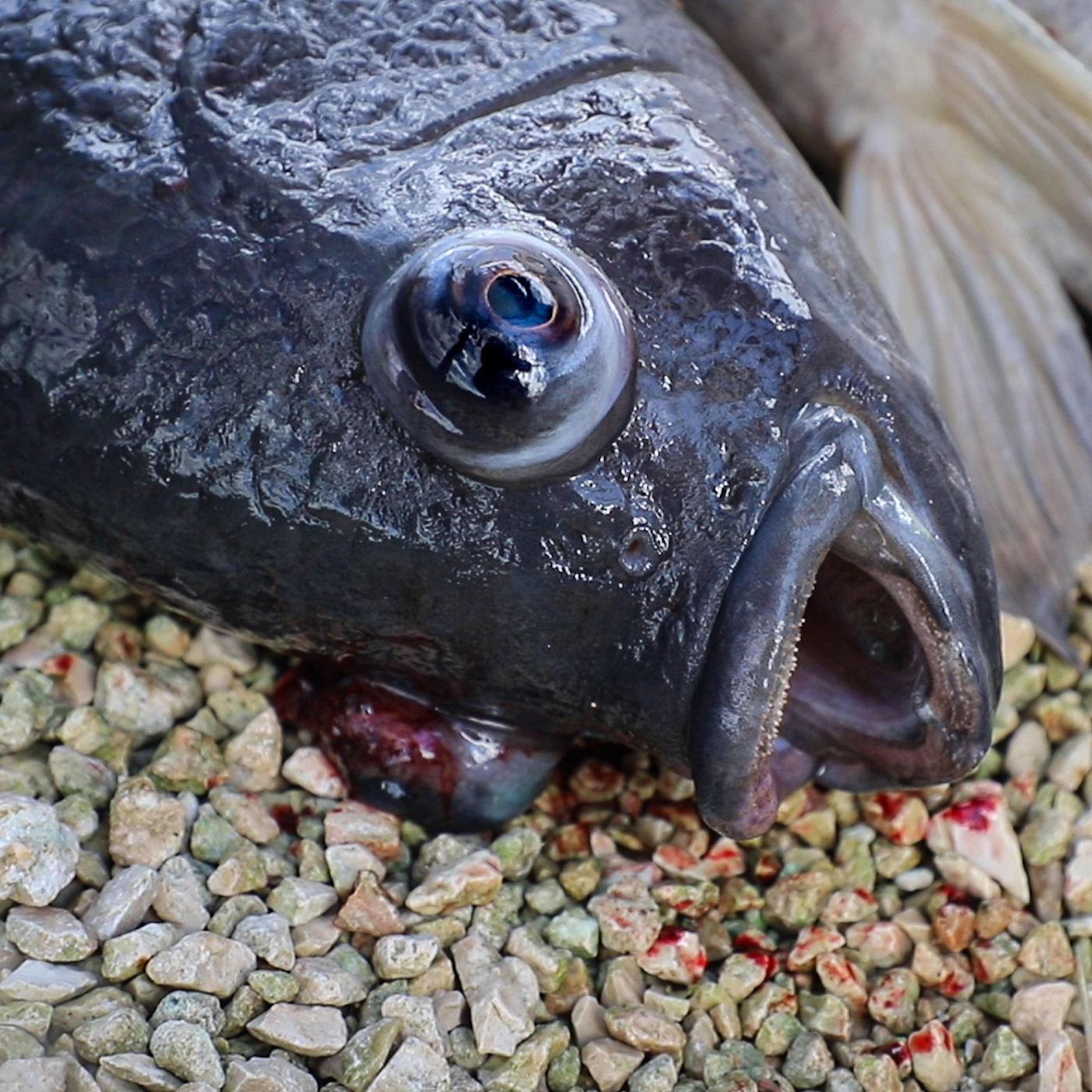 Natural environment,Snout,Fish,Marine mammal,Rock