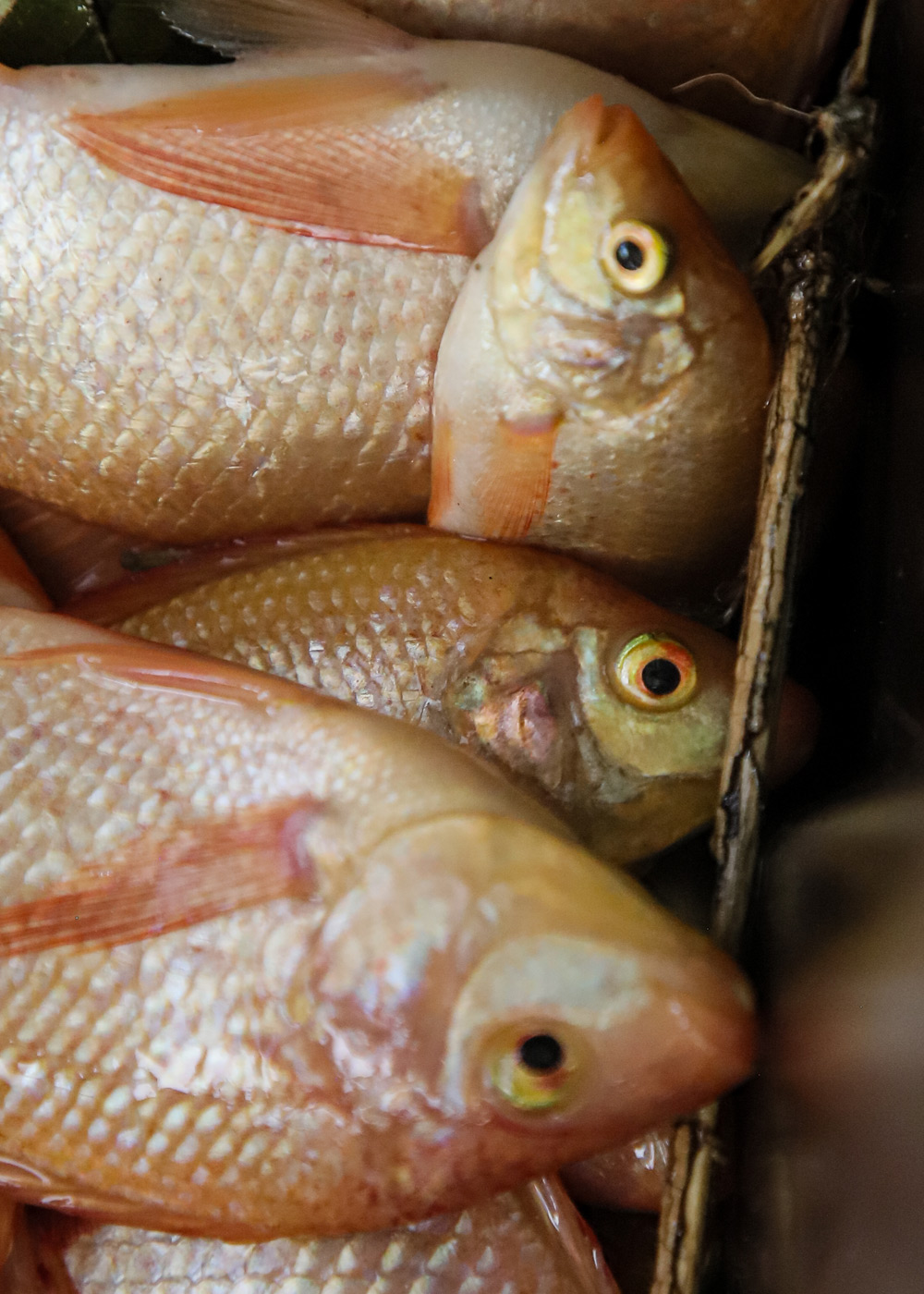 legal welfare protection for fish