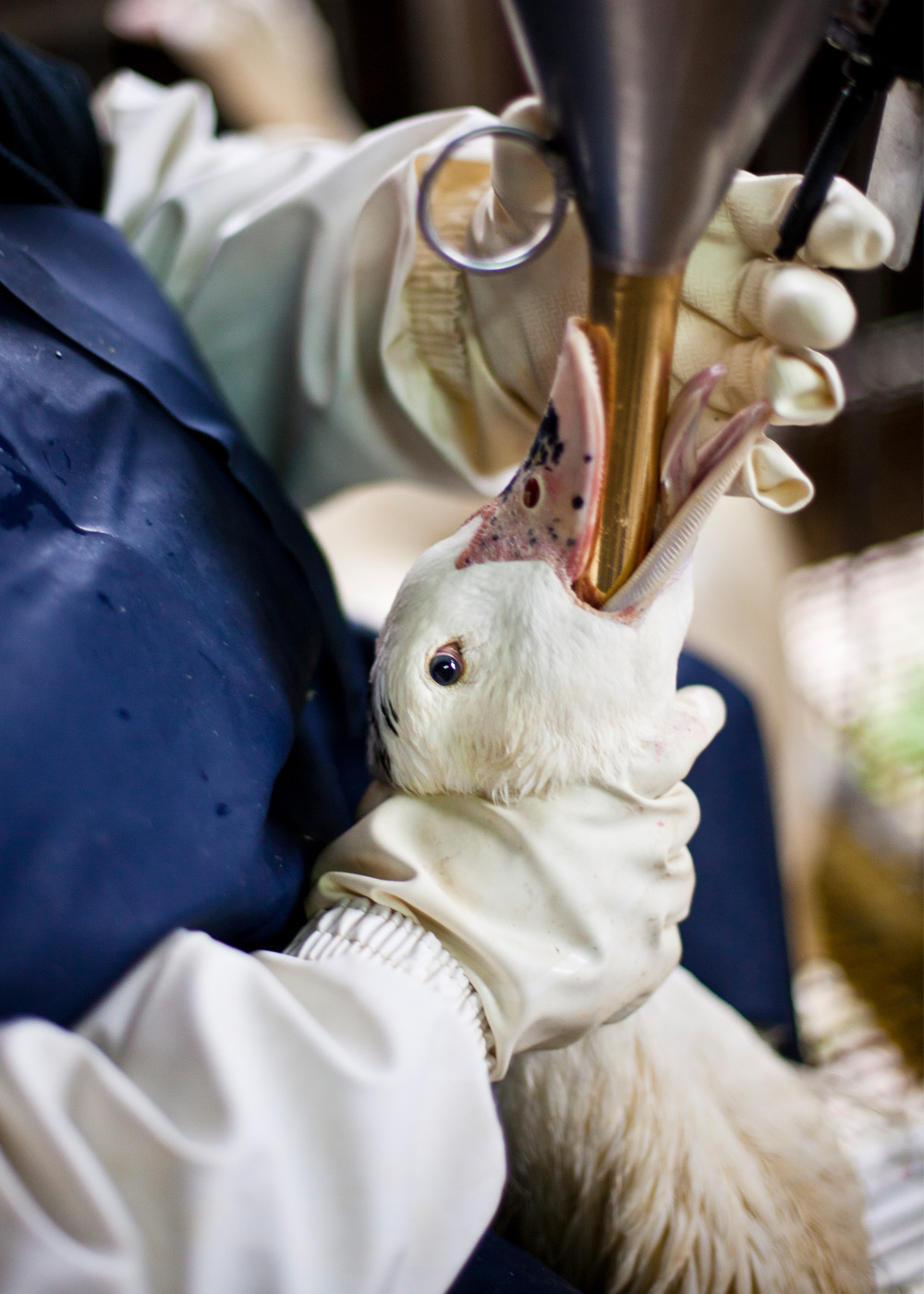 duck being force-fed in foie gras farm