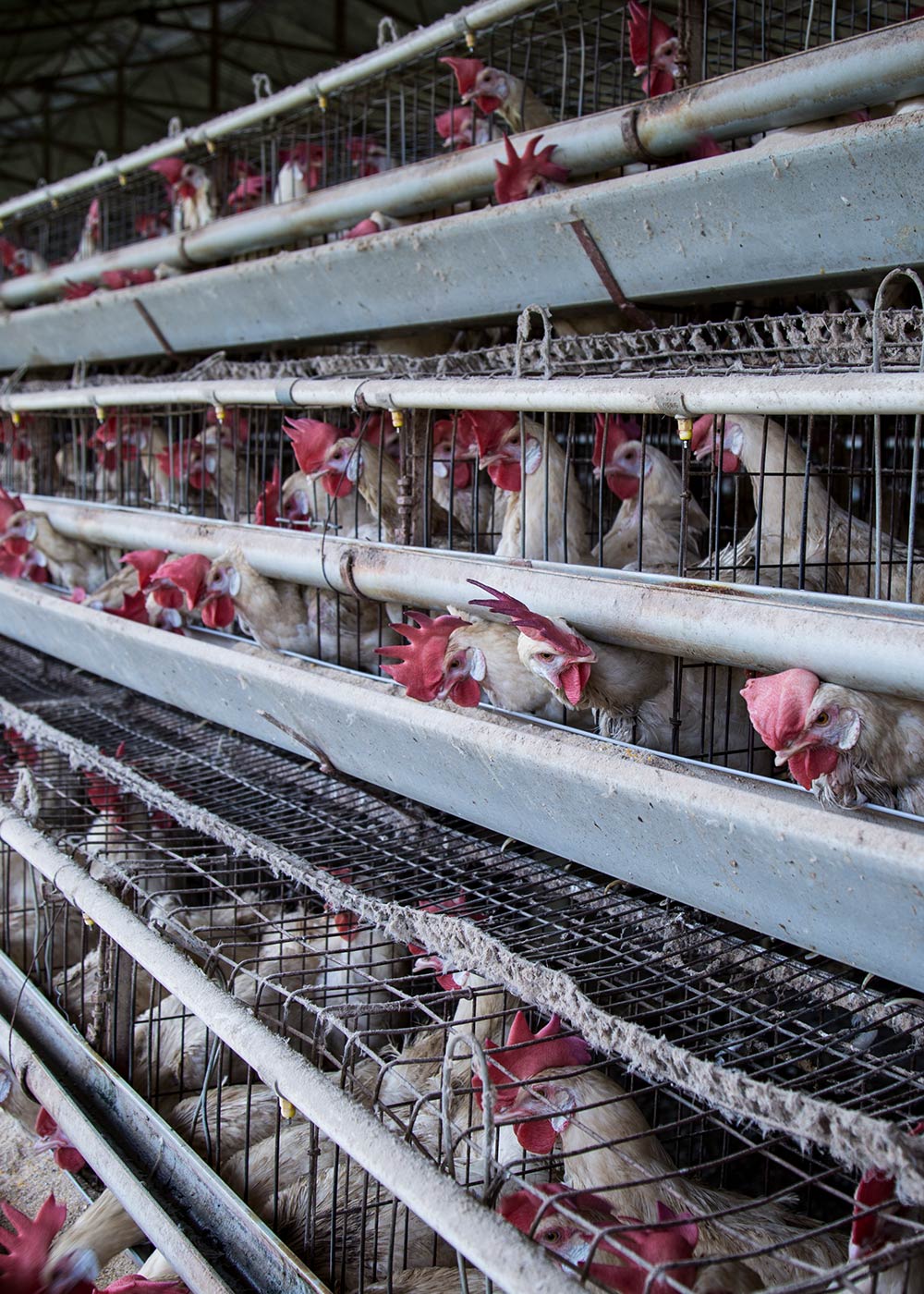 Hens in cages