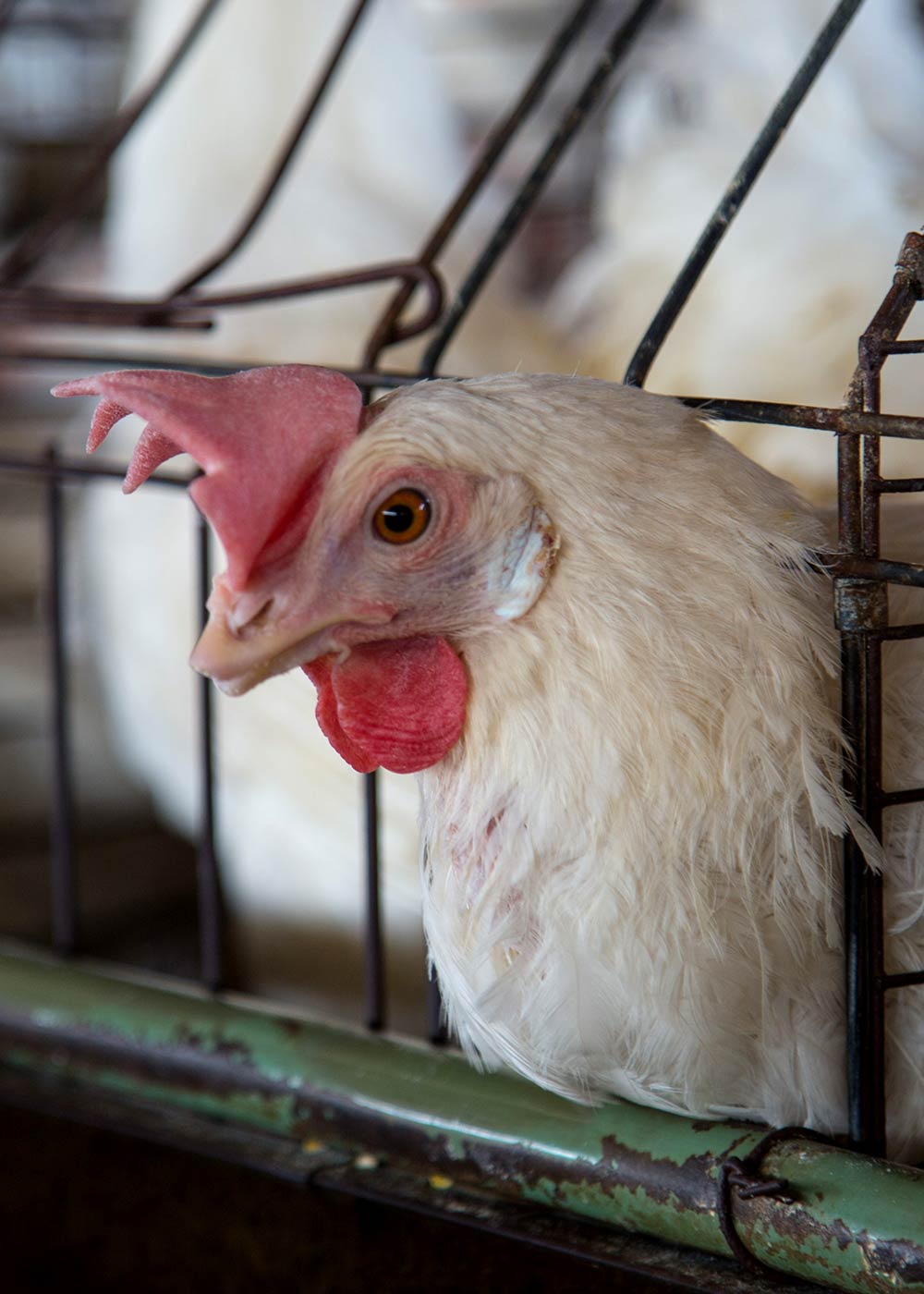 Hen in a battery cage