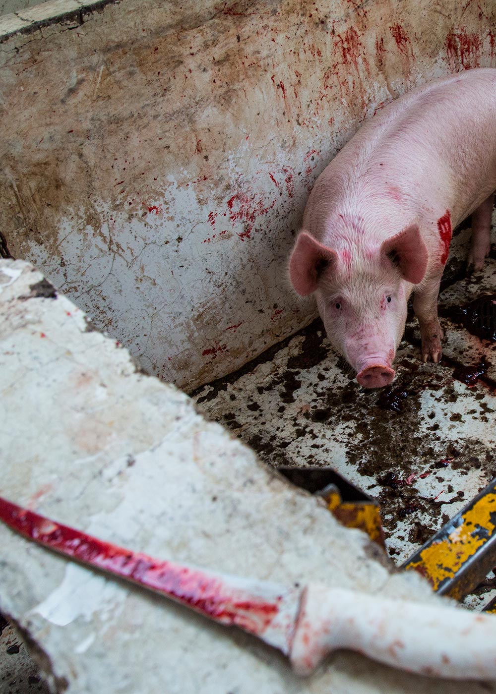 White,Snout,farmed animal,Domestic pig,Event,Metal