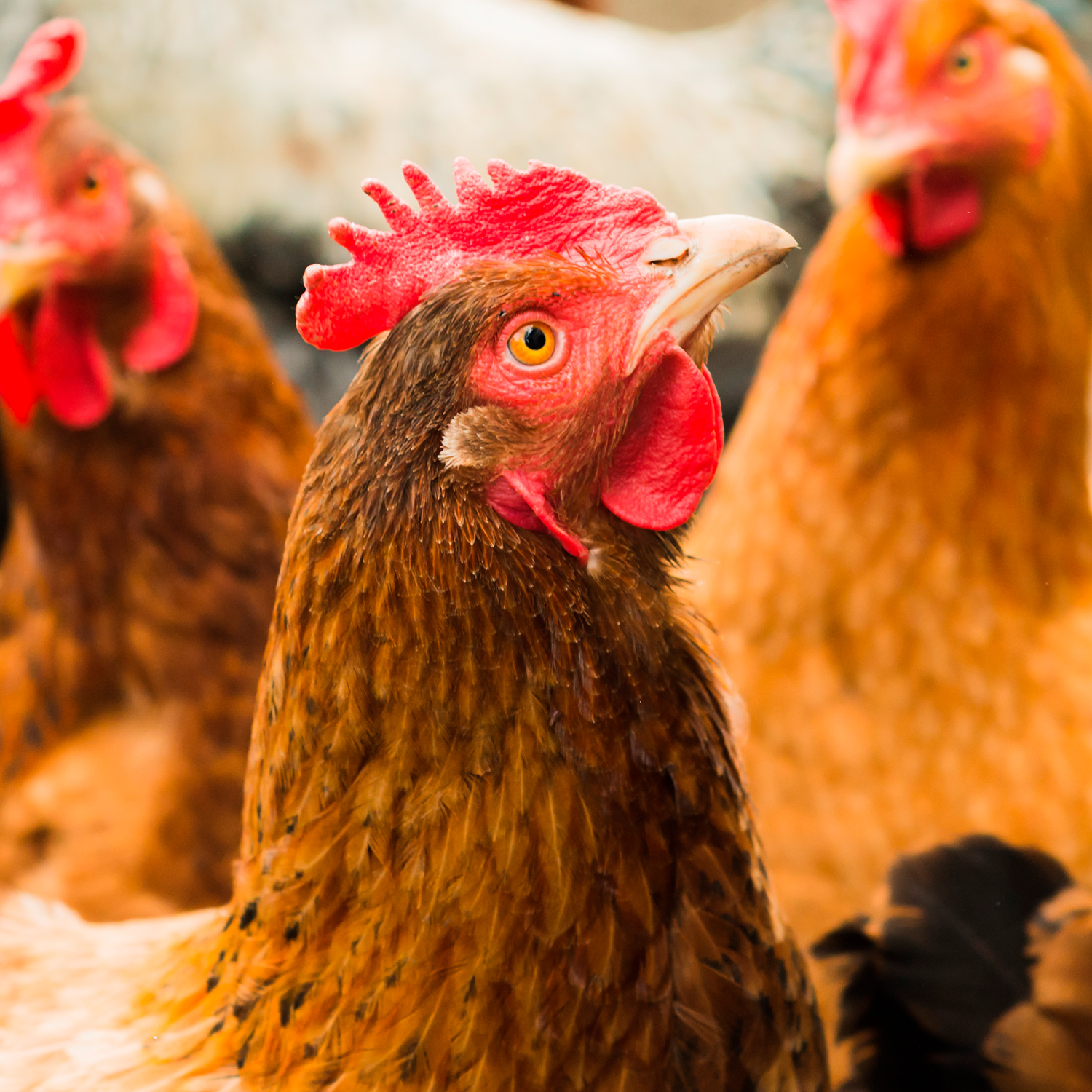 Bird,Chicken,Comb,Beak,Green