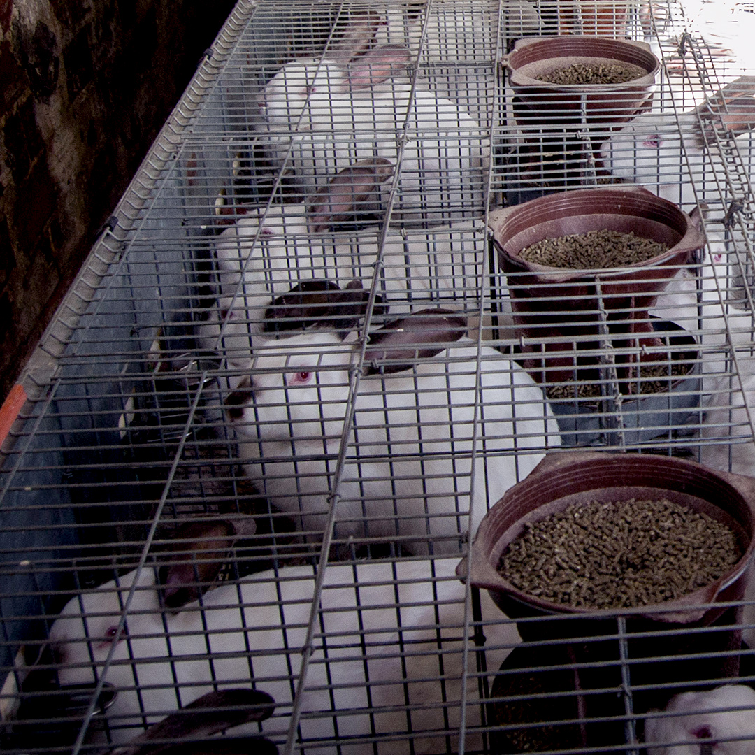 Mesh,Ingredient,Animal feed,Food,Bird supply,Cuisine,Small animal food