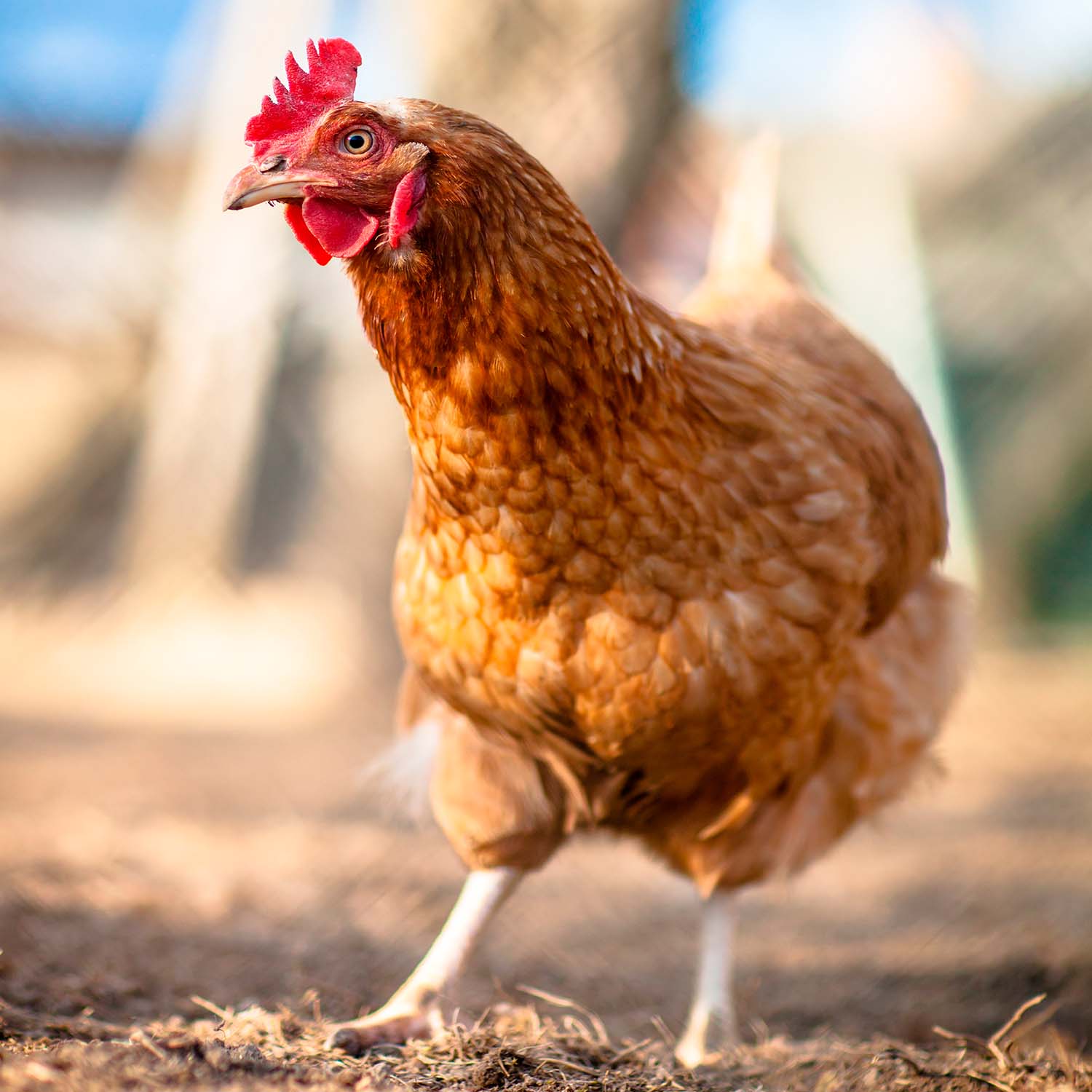 Bird,Chicken,Beak,Comb,Feather,Rooster,farmed animal