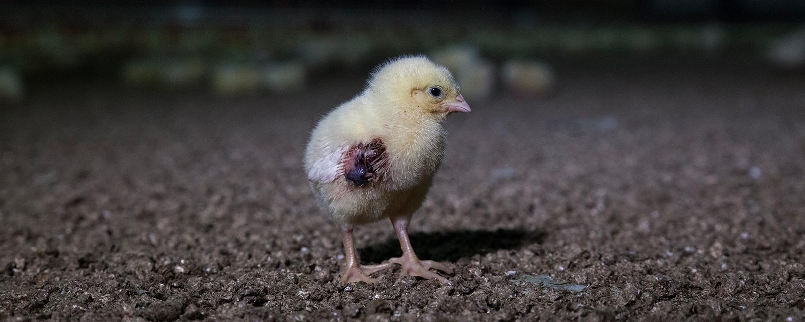 Injured baby chick in a factory farm
