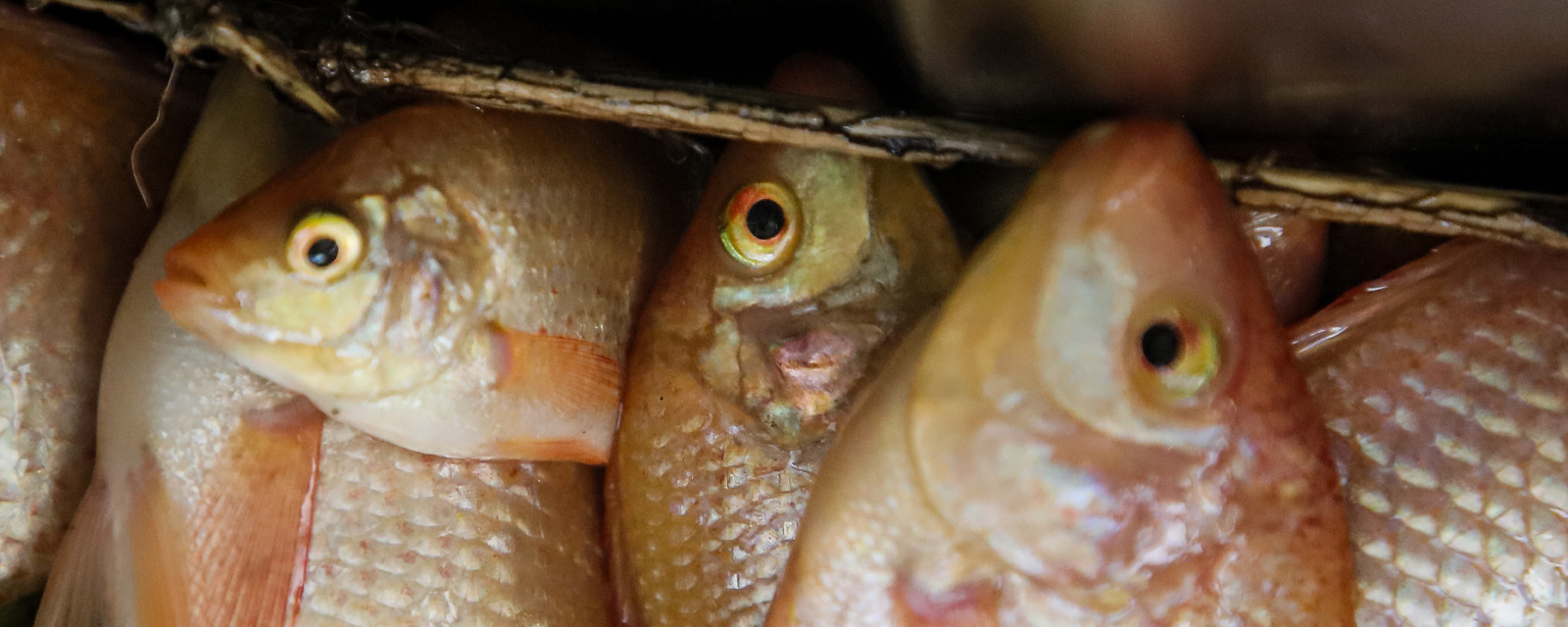 legal welfare protection for fish