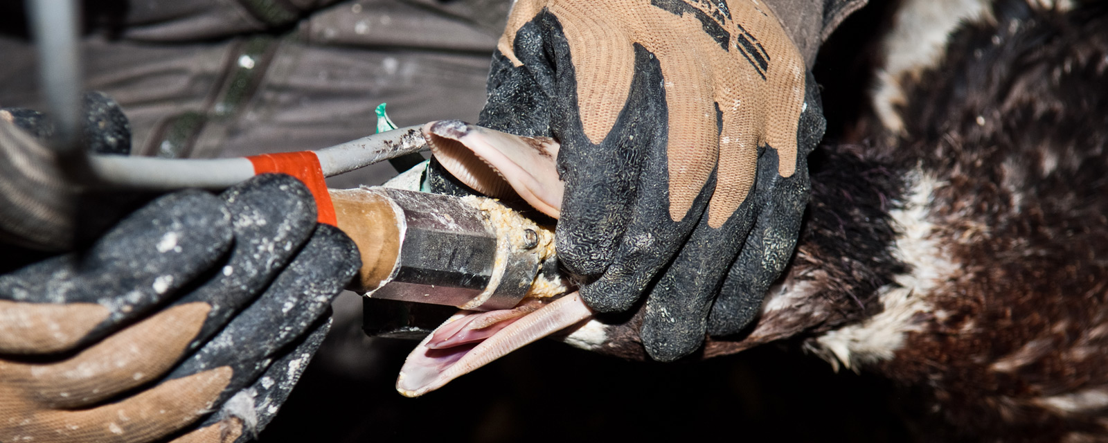 Glove,Headgear,Feather,Helmet,Personal protective equipment,Close-up