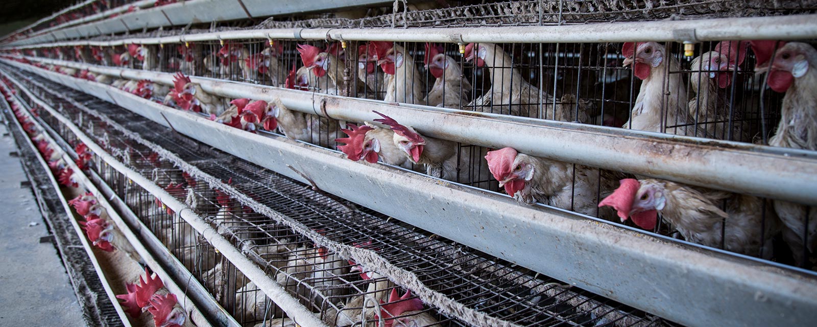 Bird,Beak,Chicken,Feather,farmed animal,Fowl