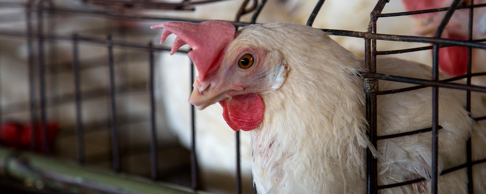 Head,Bird,Chicken,Comb,Beak,Feather,Mammal