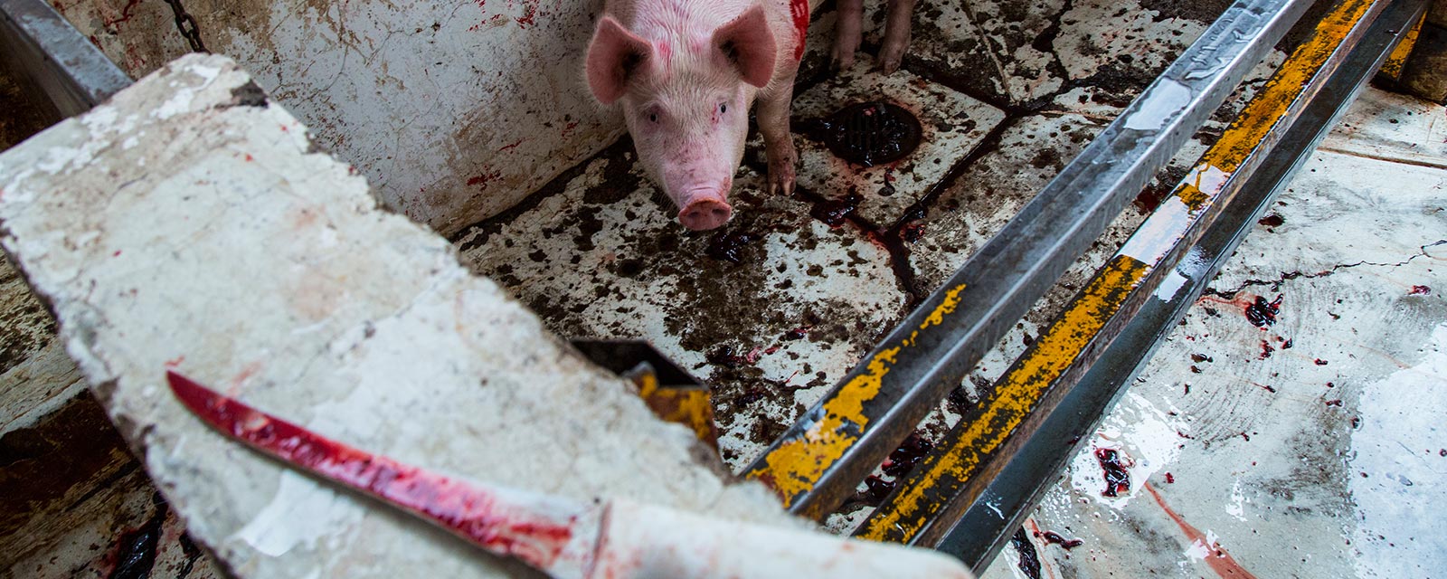 Snout,farmed animal,Metal,Soil,Domestic pig