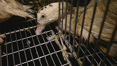 Bird,Mesh,Beak,Bird supply,Feather,Snout,Net