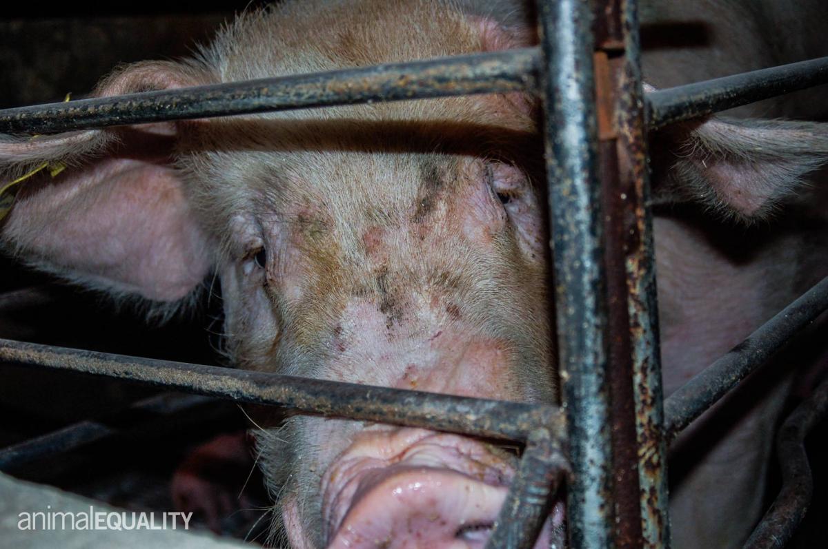 Mesh,Wire fencing,Snout,Fence,farmed animal,Service,Close-up