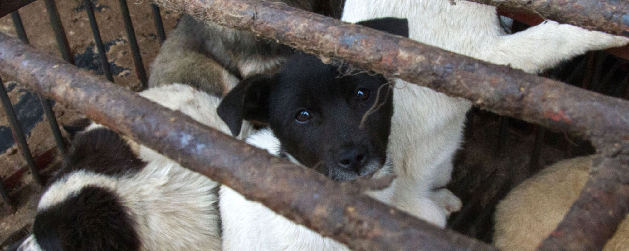 Dog breed,Window,Plant,Tree,Snout