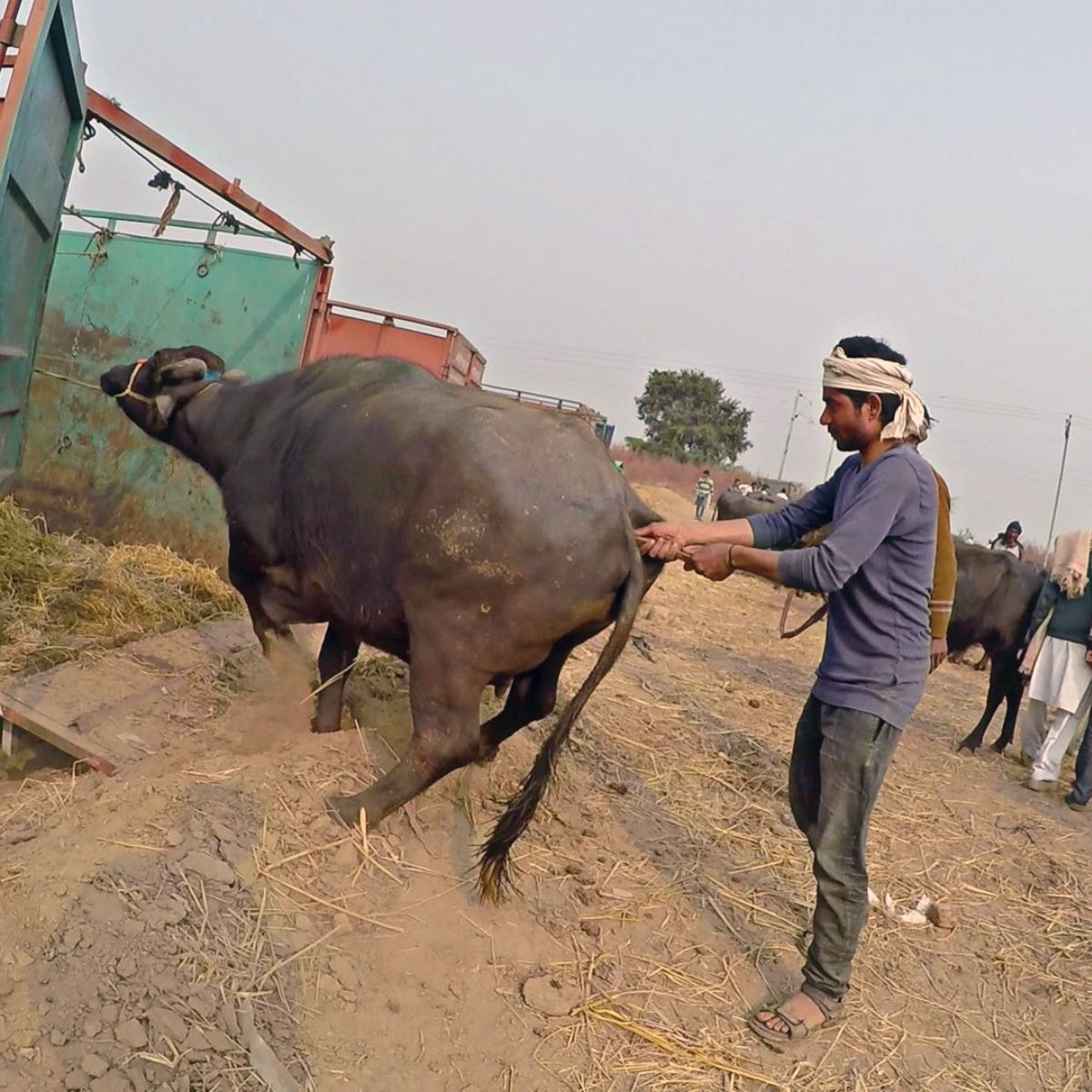 a buffalo being forced onto a transport truck to slaughter while a worker inserts a stick into her genitals to induce pain and make her move