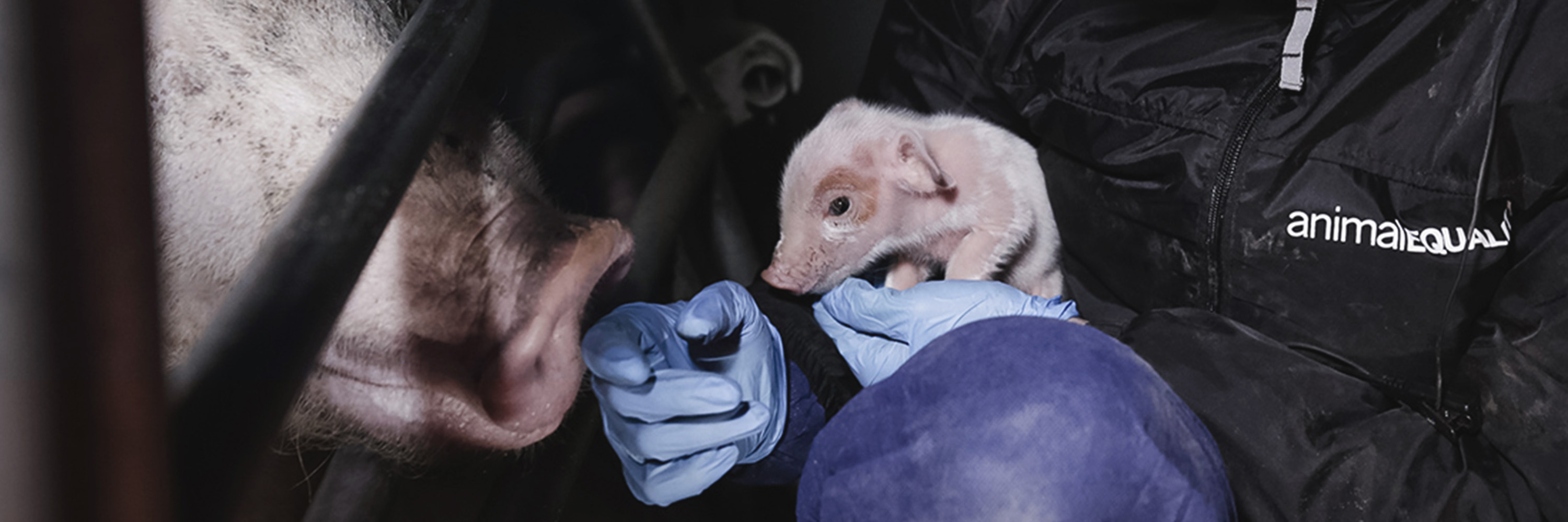 Mammal,Companion dog,Snout,Marsupial