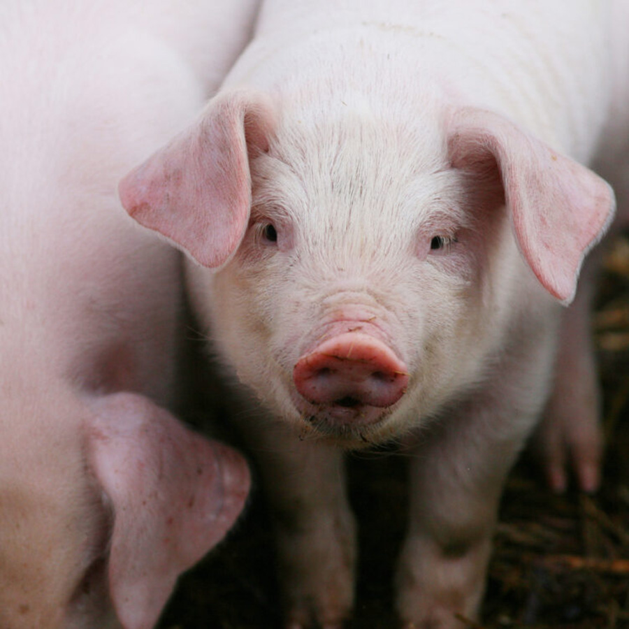 Two Piglets