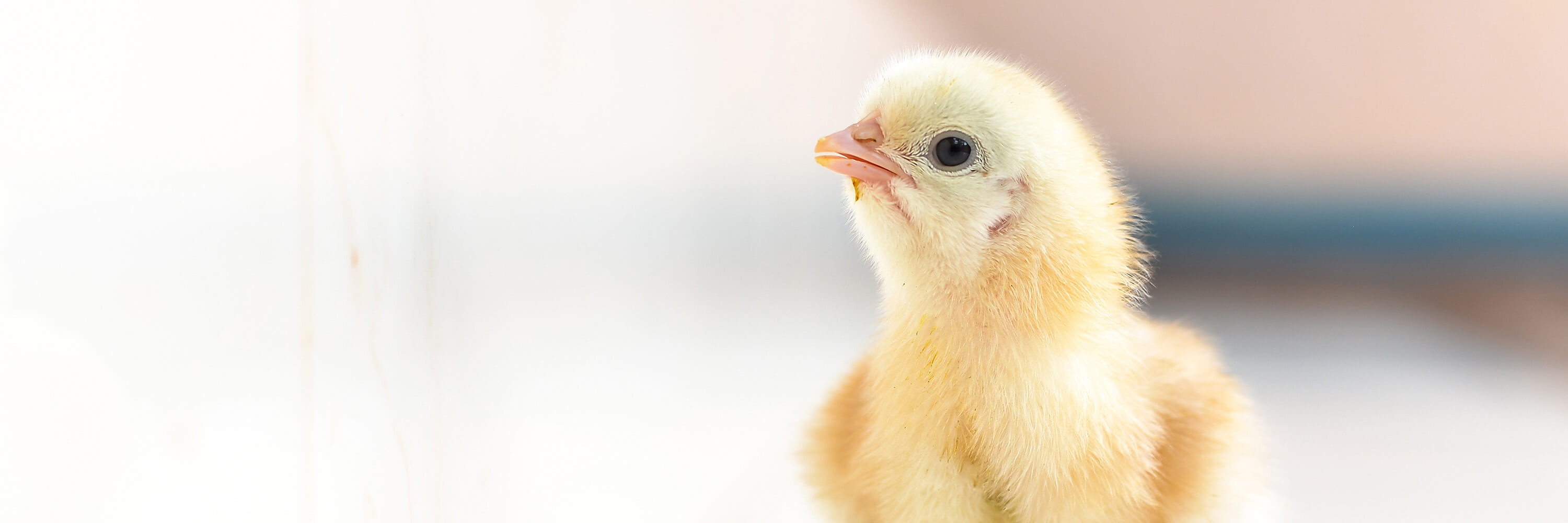 baby chicken