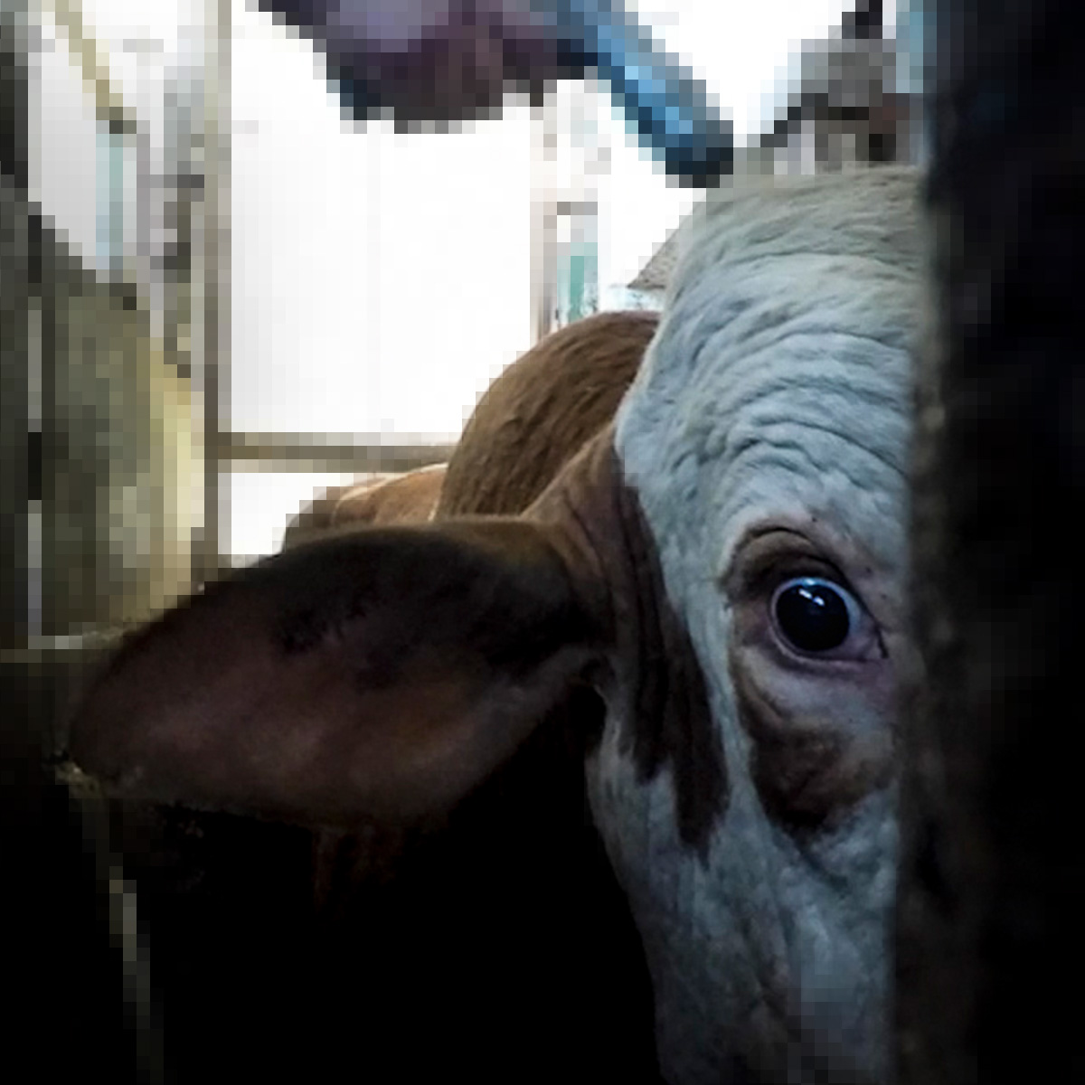 cow looking at the camera with a slaughterhouse worker pointing a gun at the cow's head