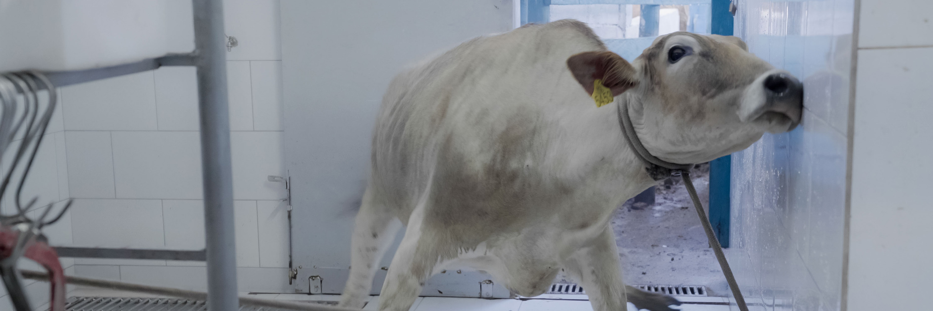cow with rope around his neck