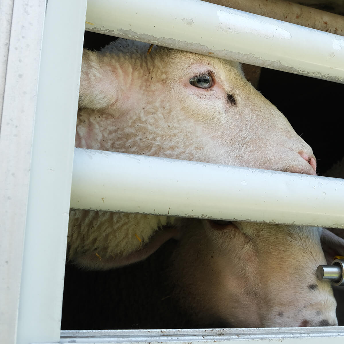 lamb in overcrowded transport truck looking out