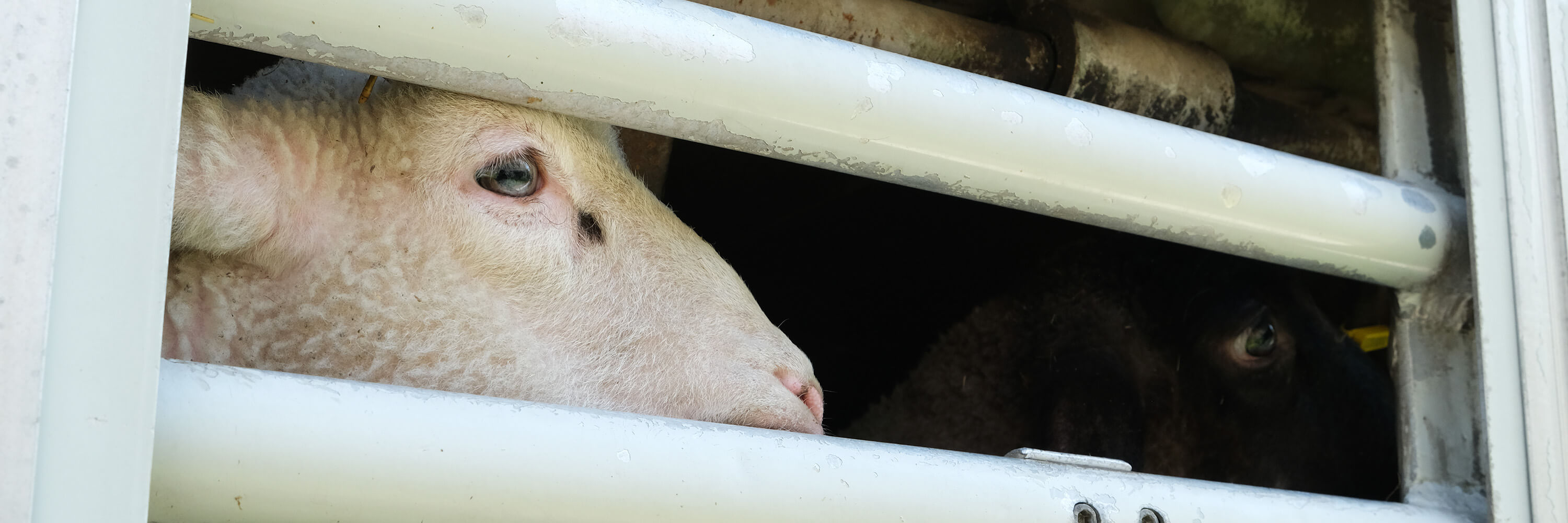 lamb in overcrowded transport truck looking out