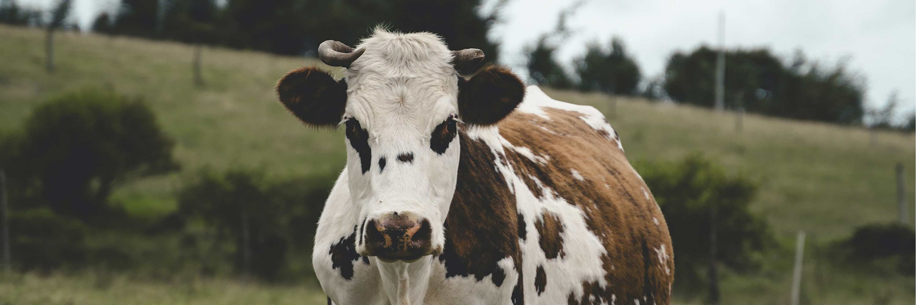 Cow in field