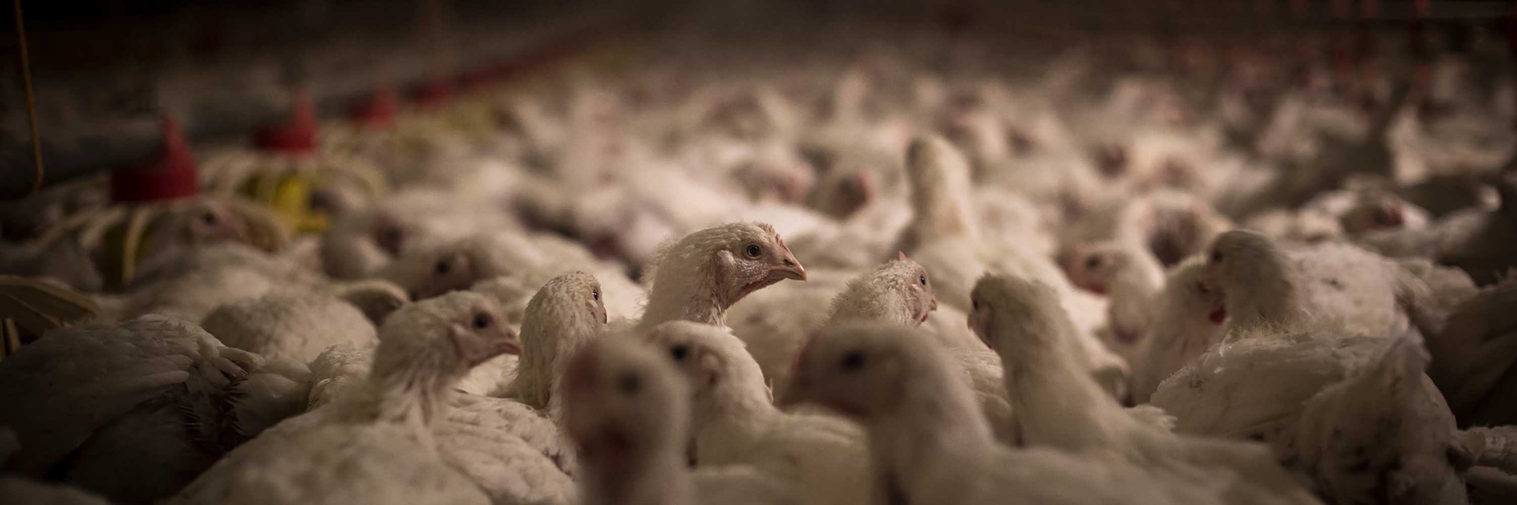 Chickens in a factory farm located in Spain