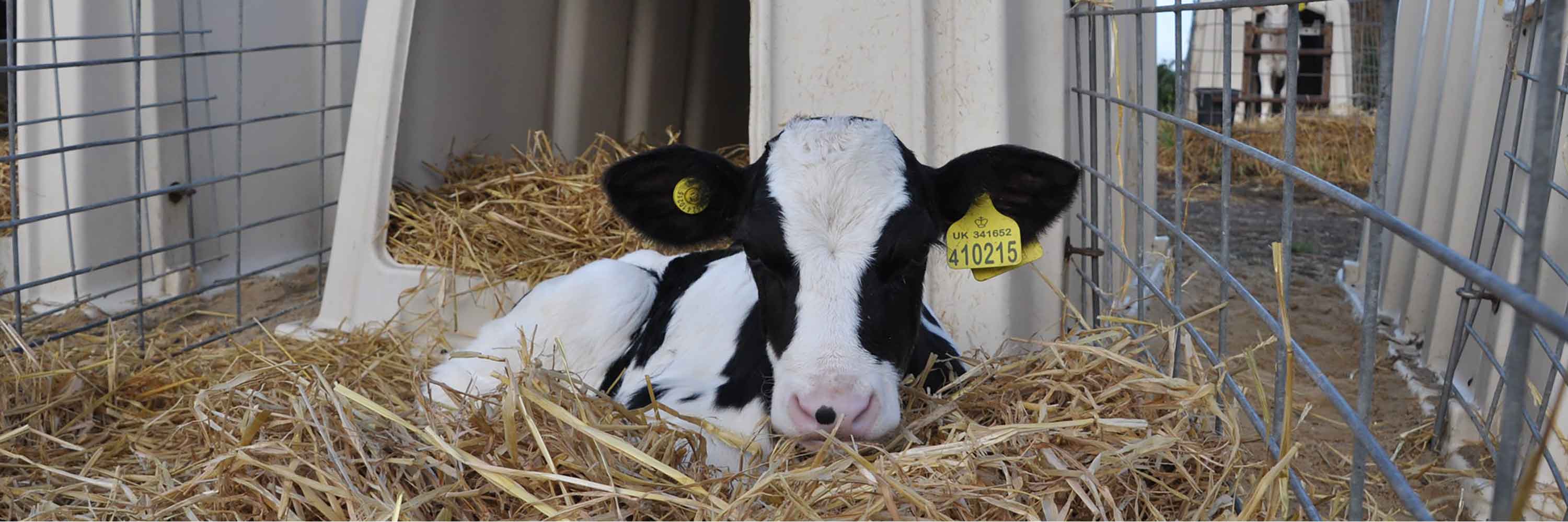 Calf on factory farm