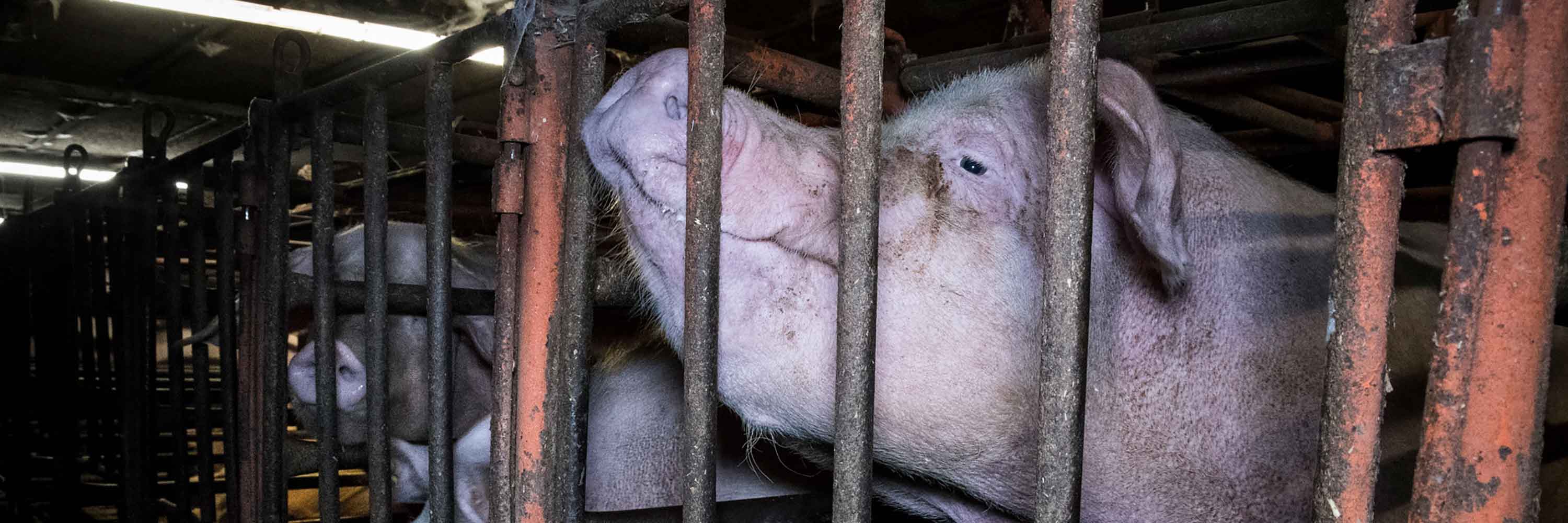 Mother pig in gestation crate