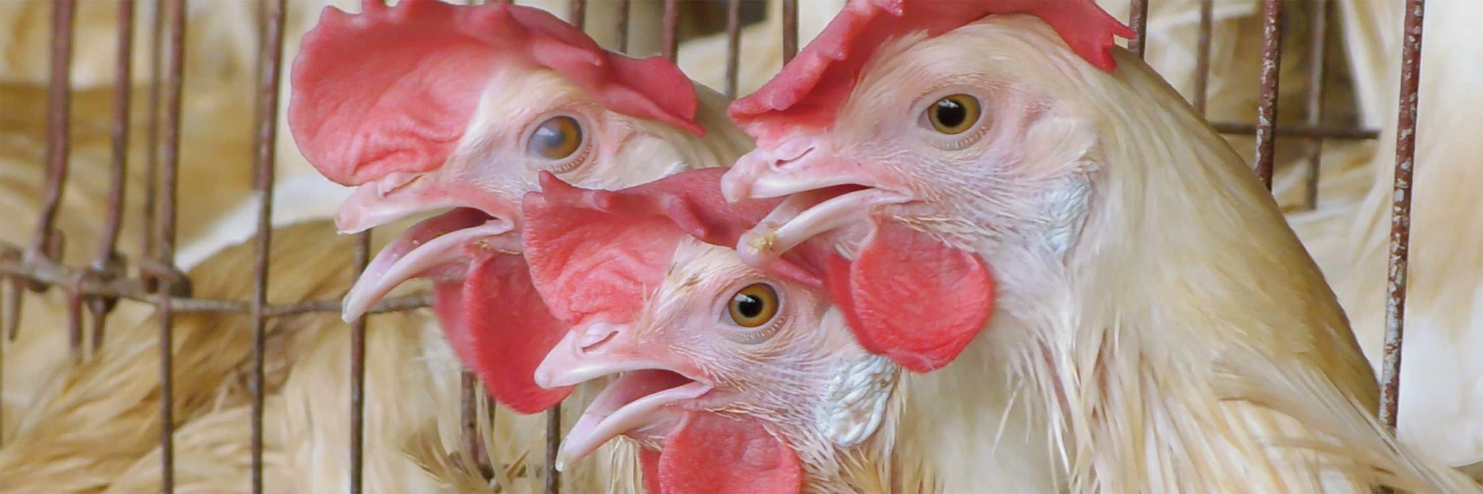 2023-eggs-india-header-3000x1000