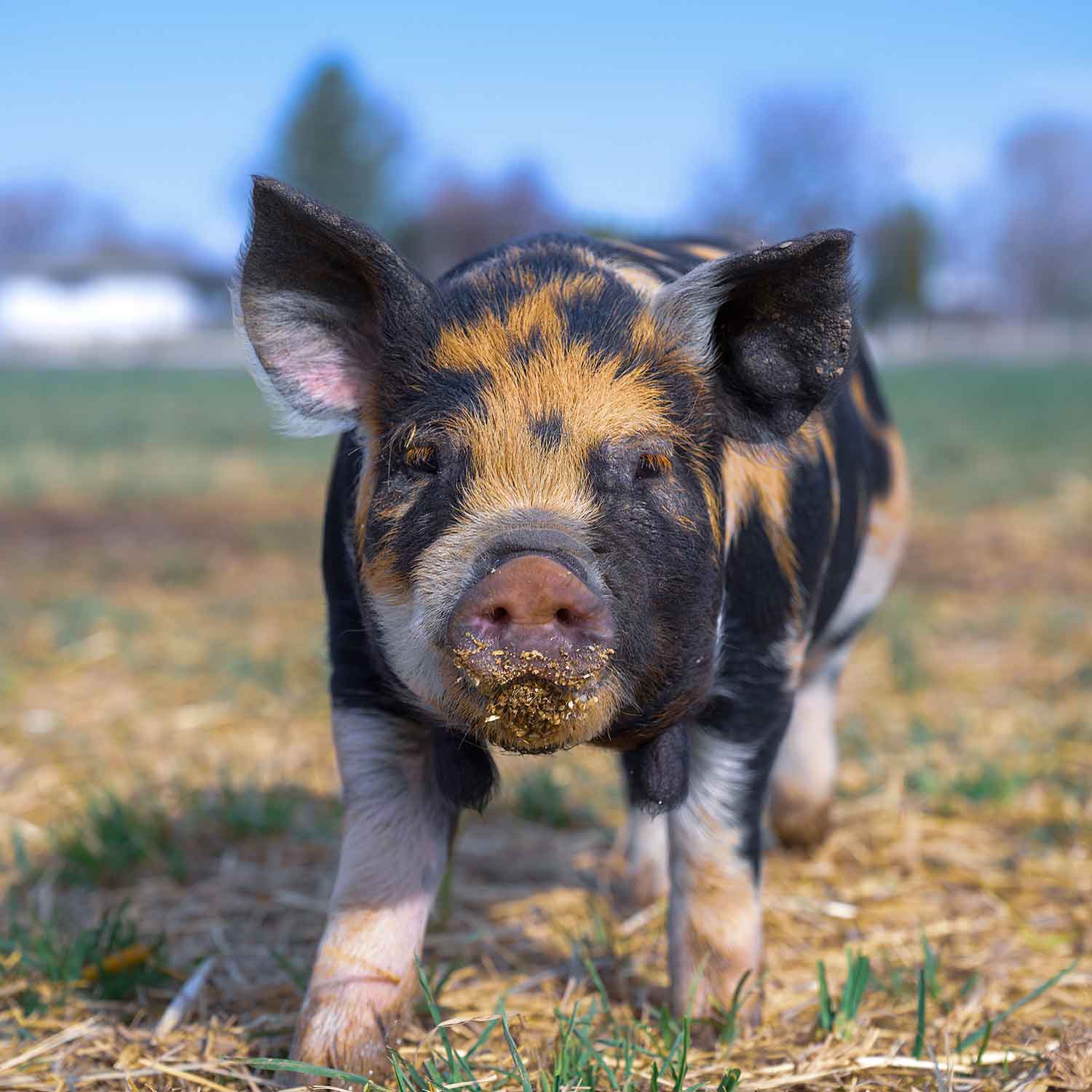 Pig in field