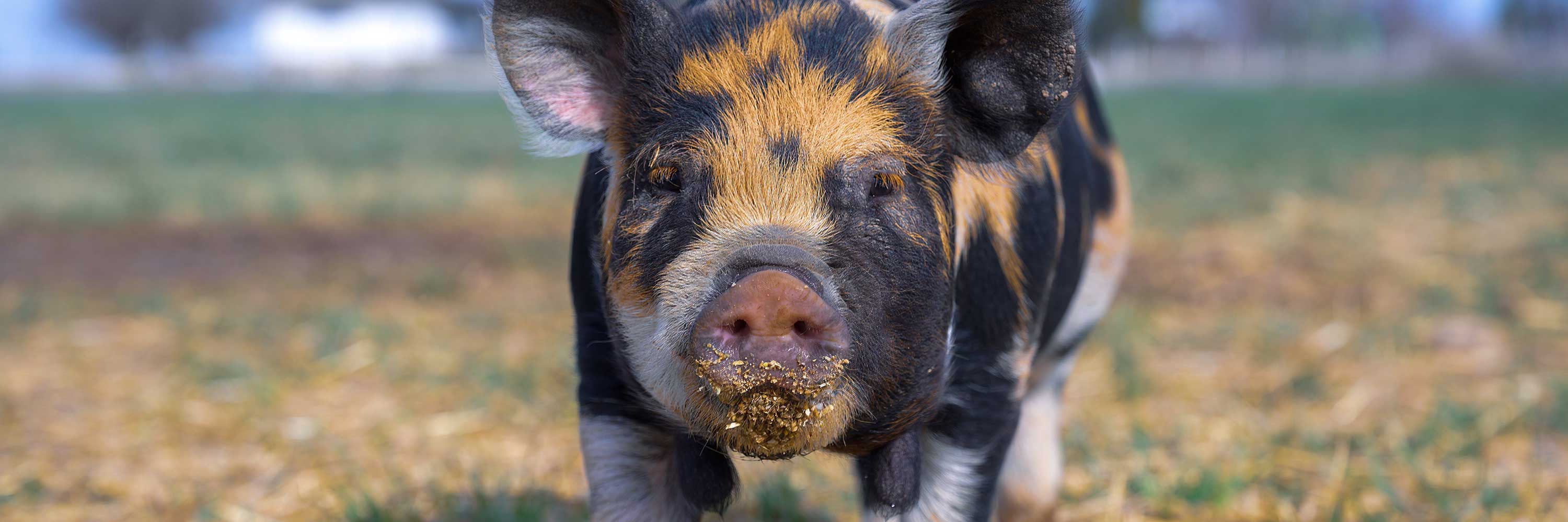 Pig in field