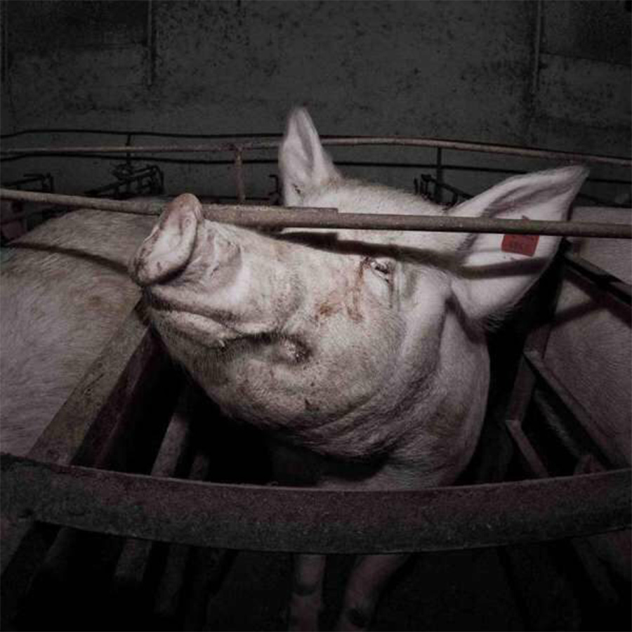 Pregnant pig inside a cage