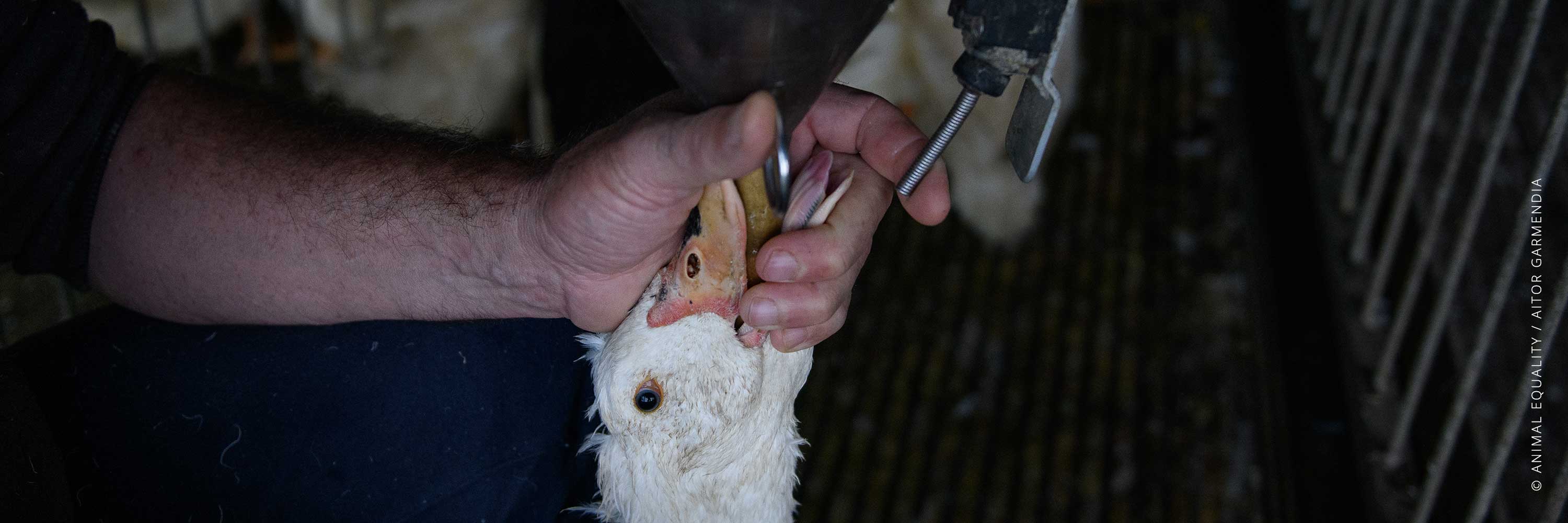 Foie Gras Farm