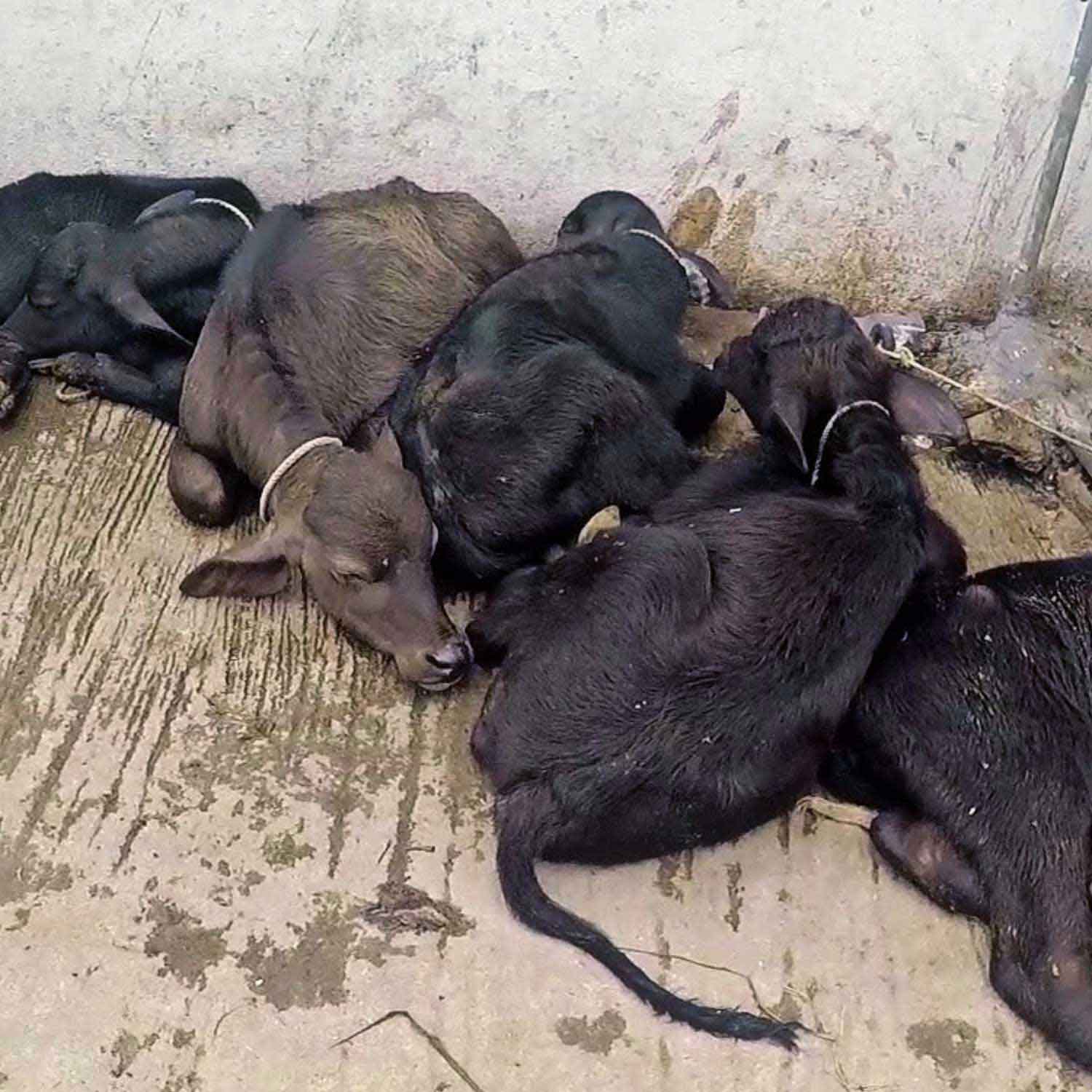 row of baby cows starving to death