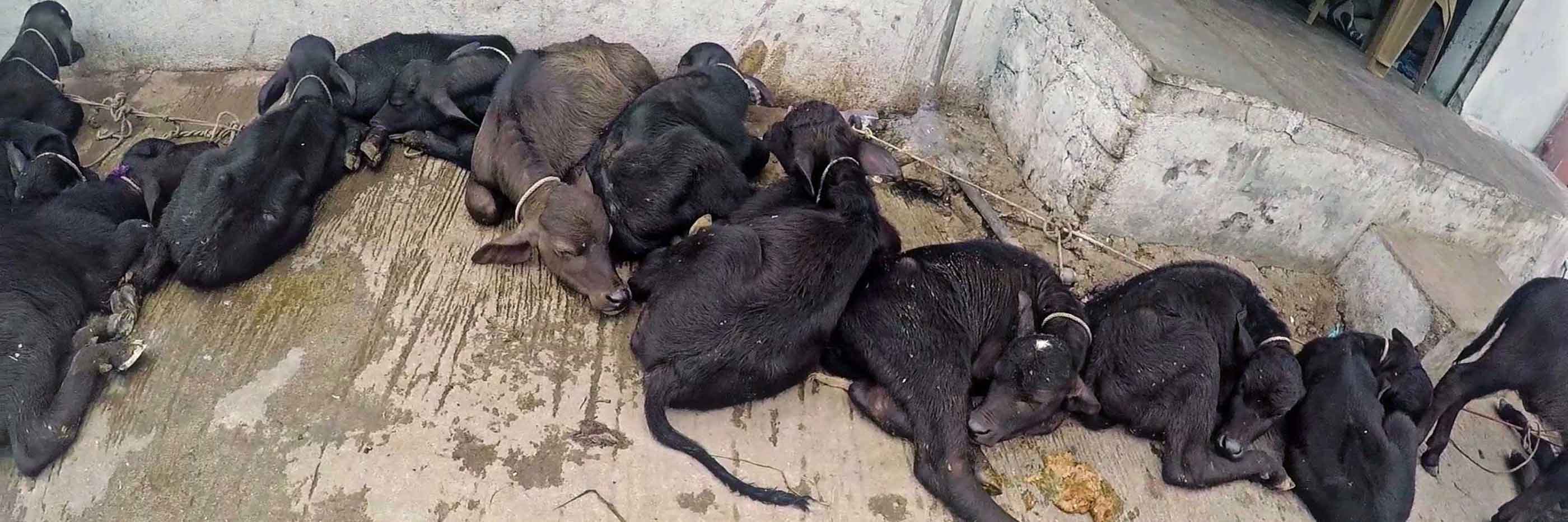 row of baby cows starving to death