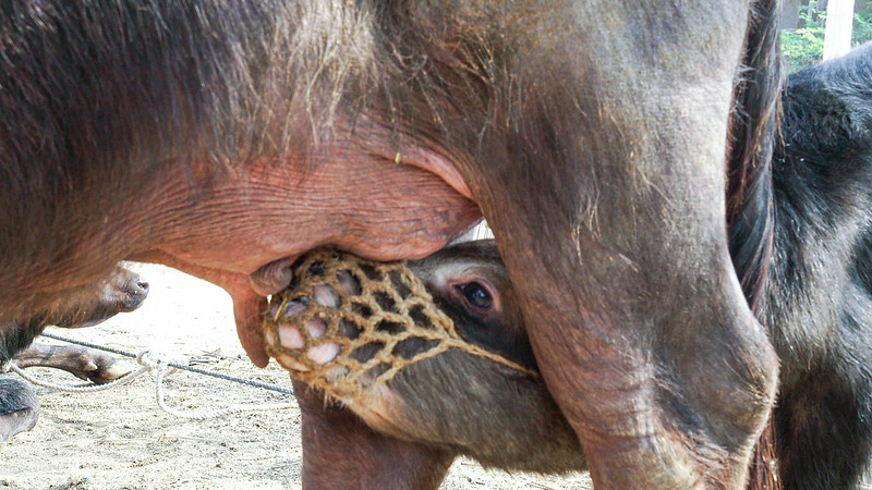 Dairy cow trying to take food from mother