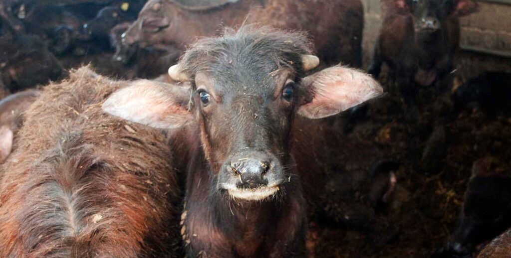 Baby male buffalo at the Buffalo Mozzarella Production in Northern Italy