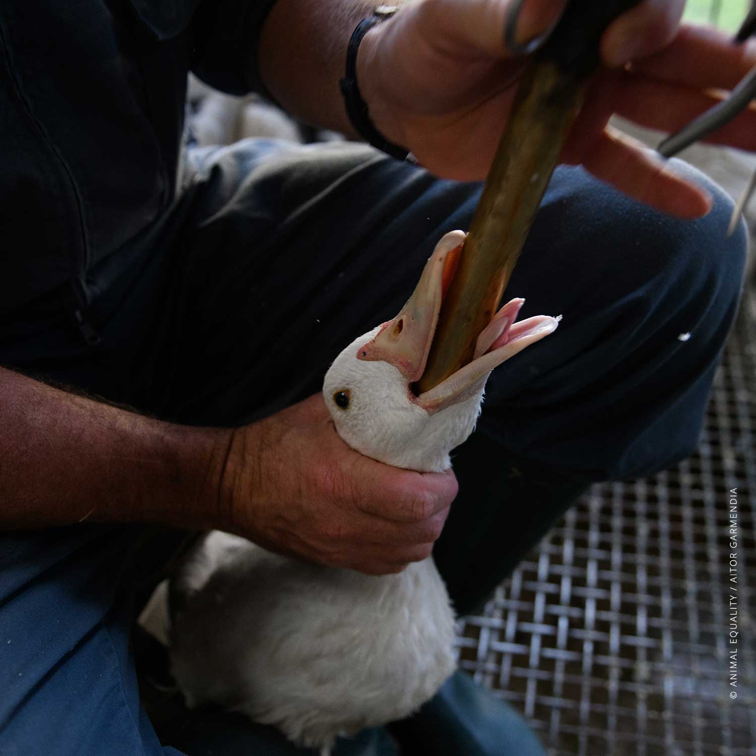 Foie Gras Farm