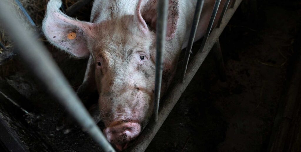 This image is representative of a farm that uses gestation crates. Credit Andrew Skowron.