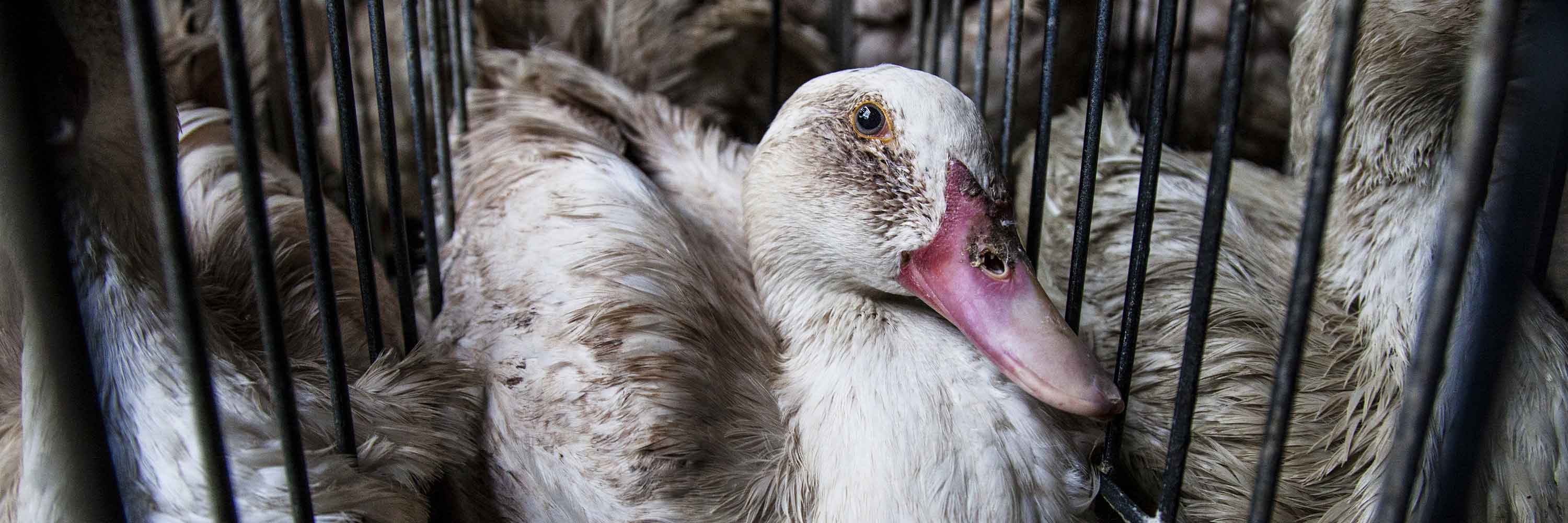 Ducks in cage