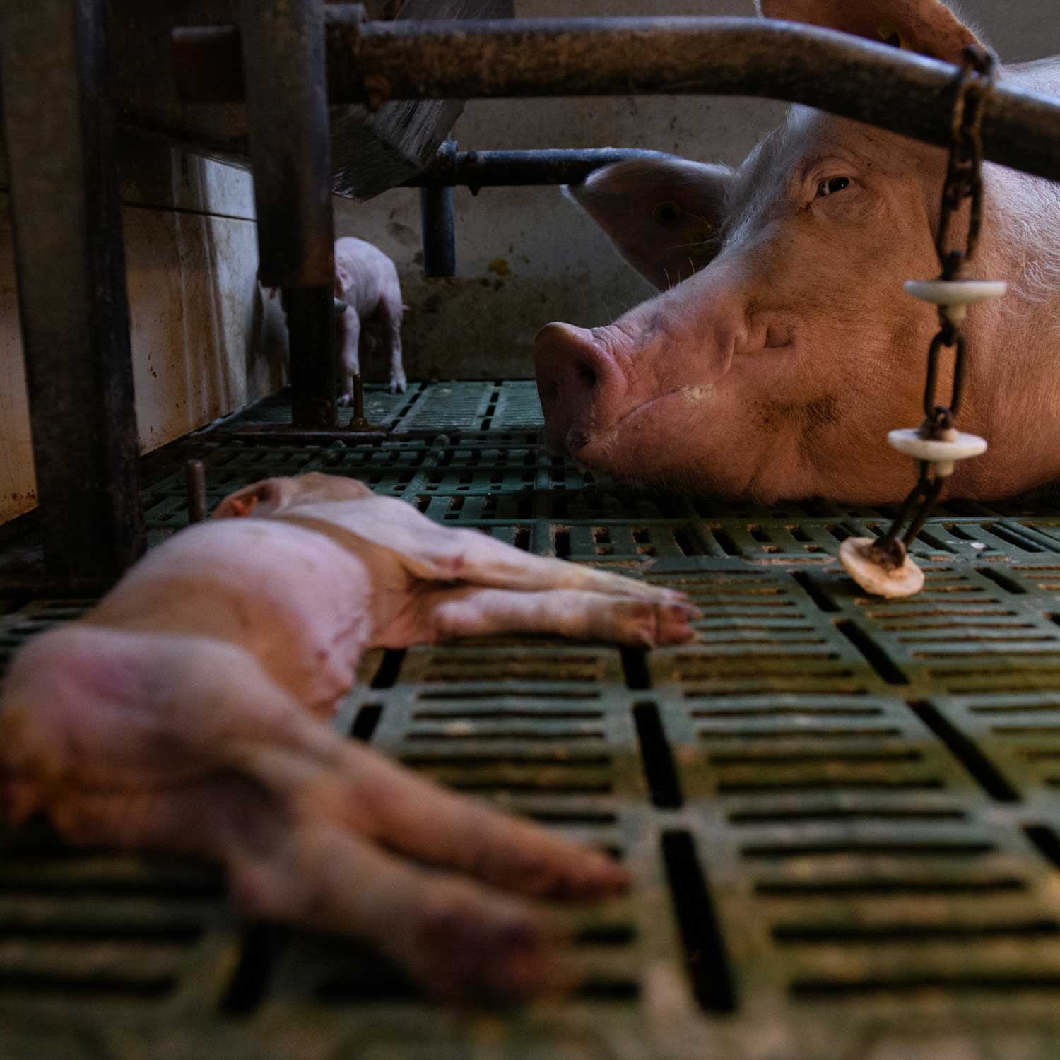 Spain Pig Investigation 2023