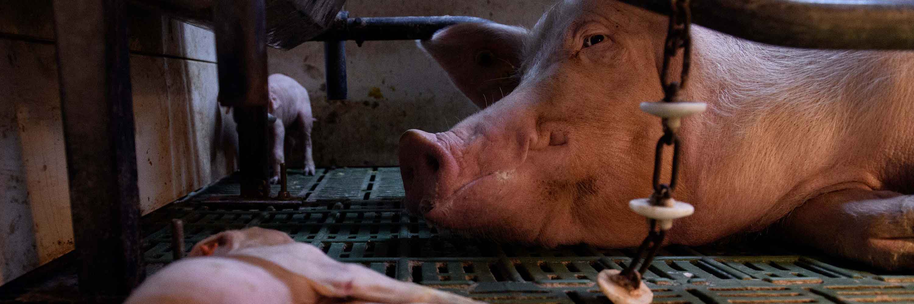 Spanish pig investigation