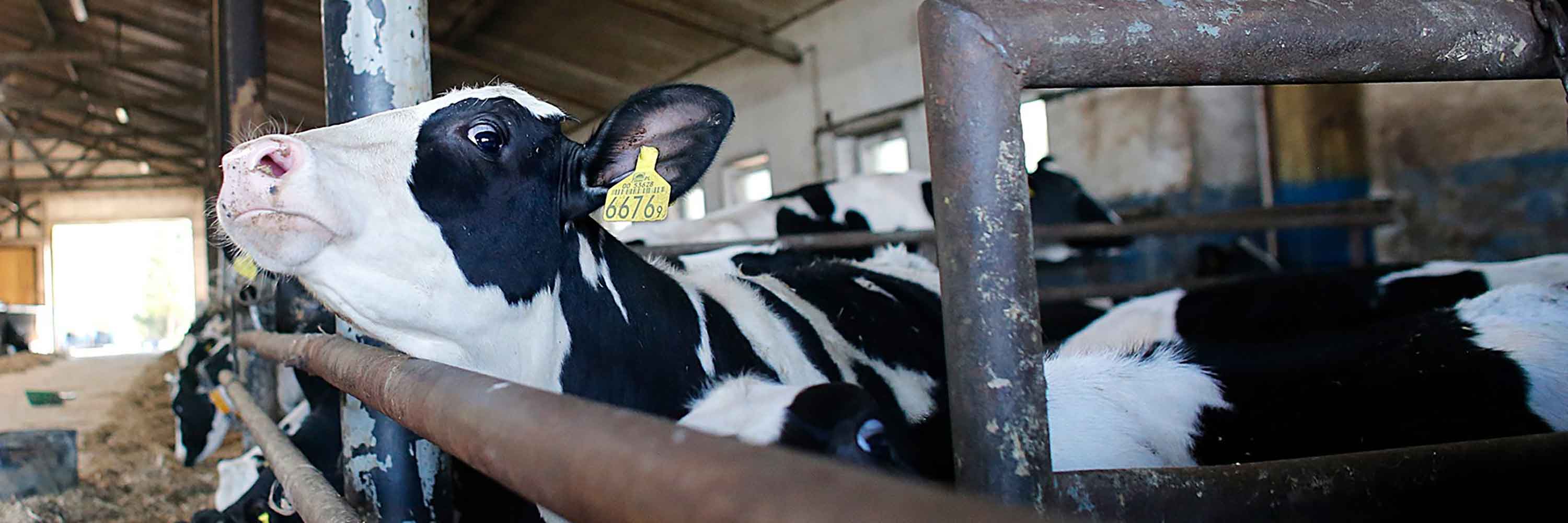 dairy farm