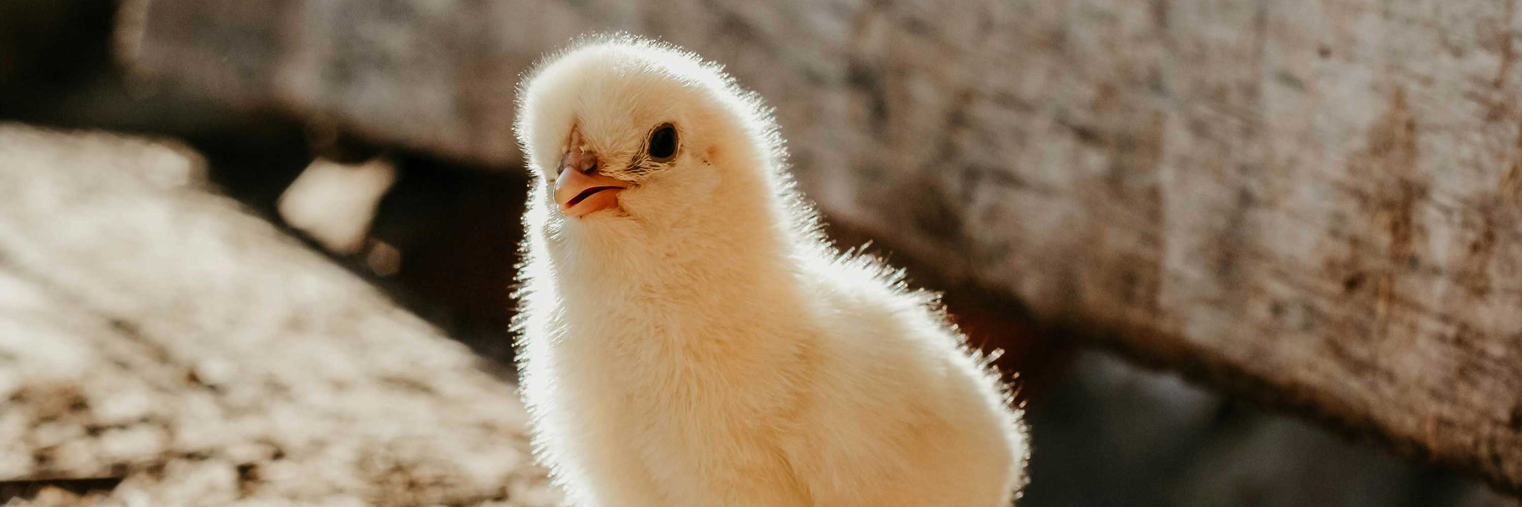 baby chick on bench