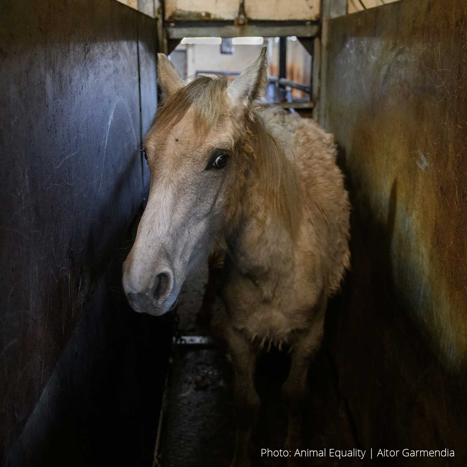 ES horse investigation
