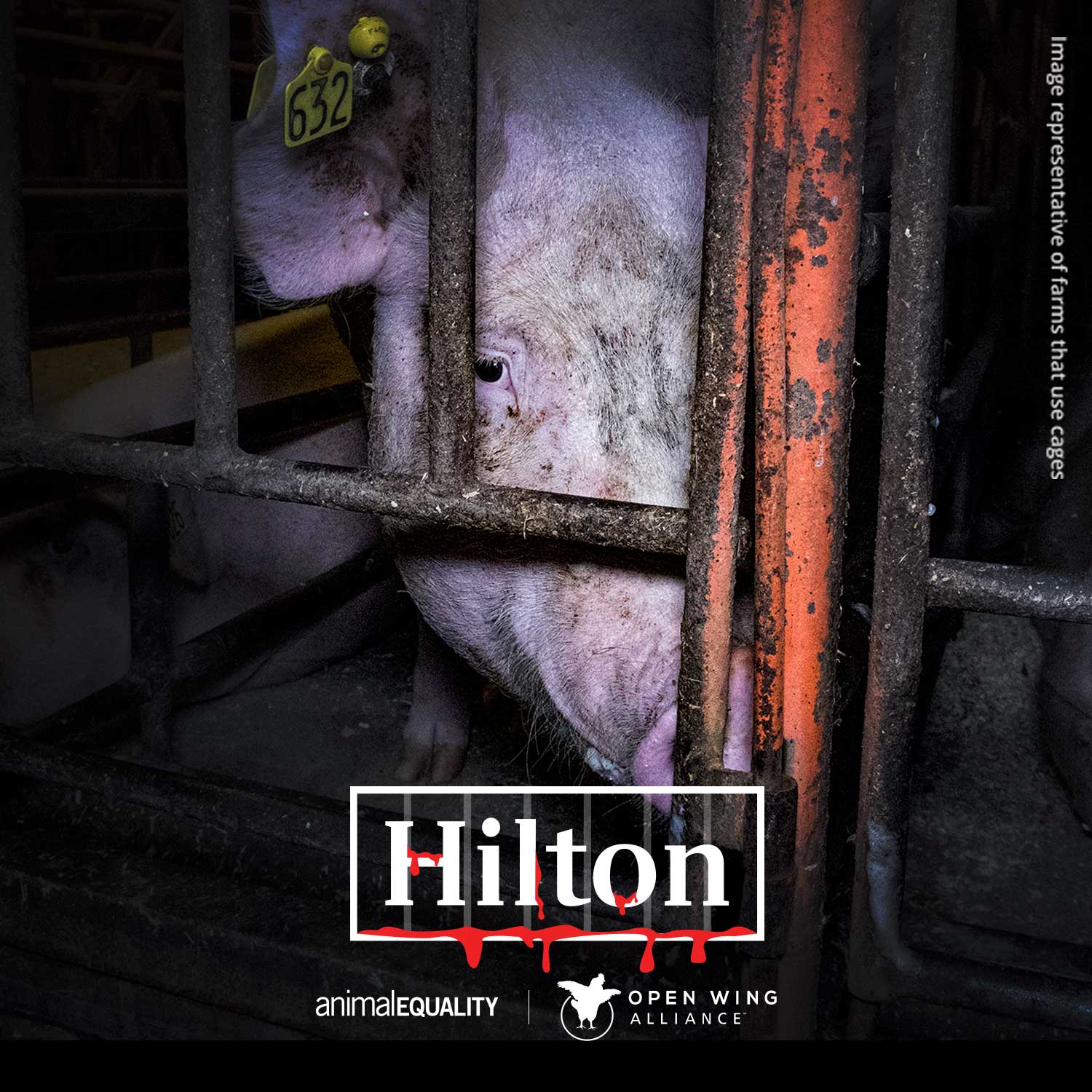 hilton