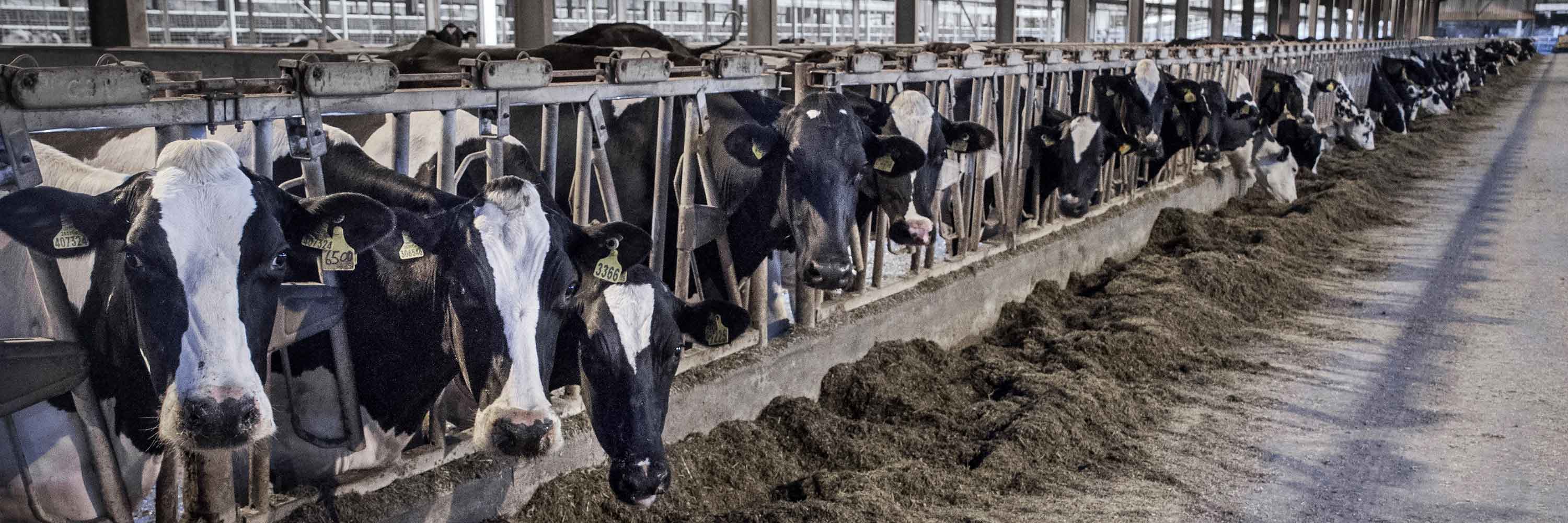 cows-behind-bars