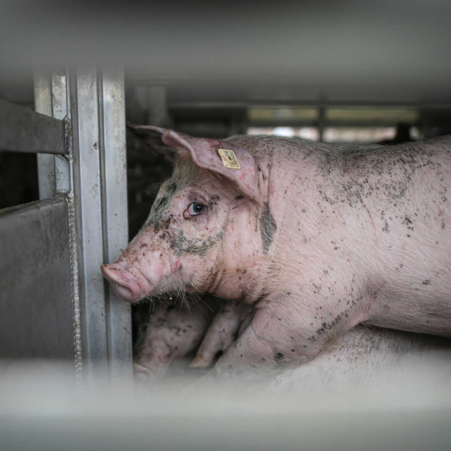 Pig being transported